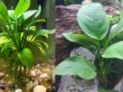 Anubias