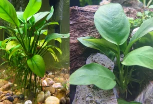 Anubias