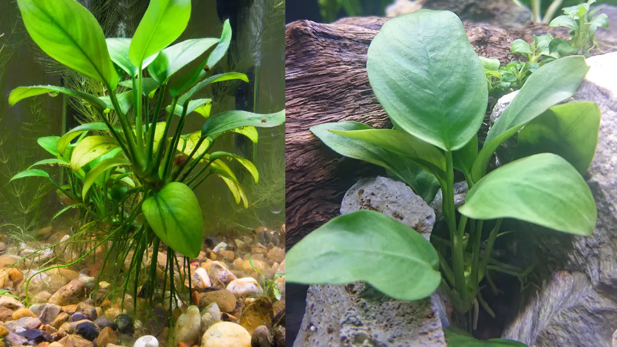 Anubias