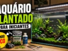 Aquário plantado para iniciantes