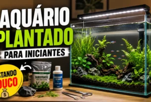 Aquário plantado para iniciantes