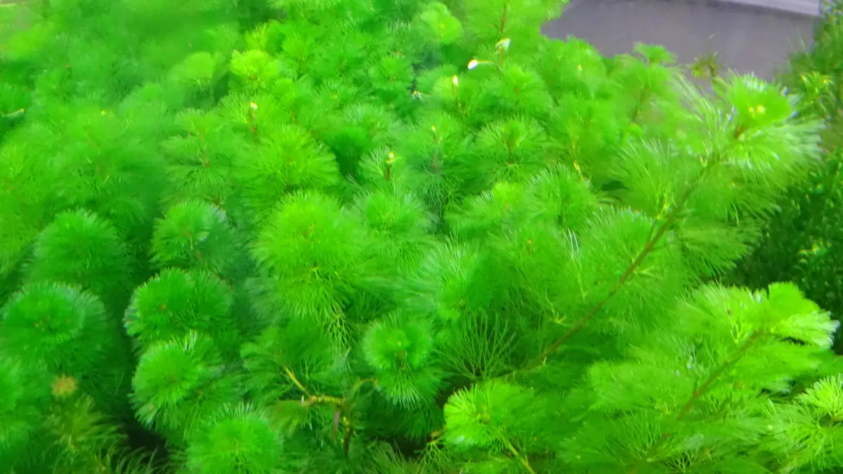 Cabomba aquática: cuidados, luz e plantio para crescimento saudável 1 Cabomba aquática