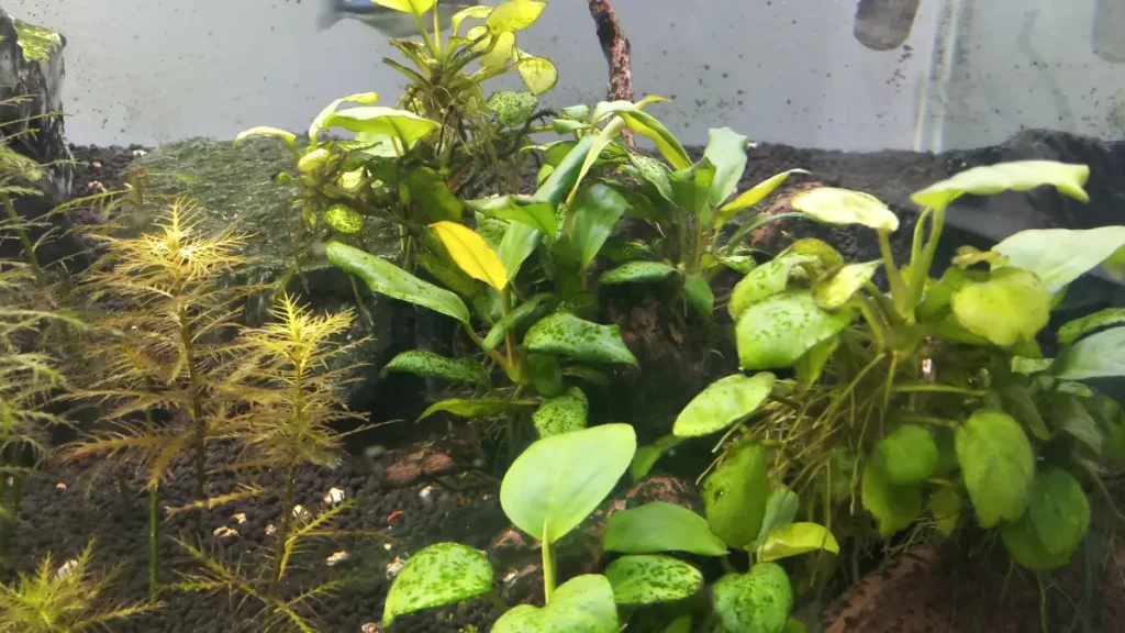 Como fixar Anubias no aquário corretamente