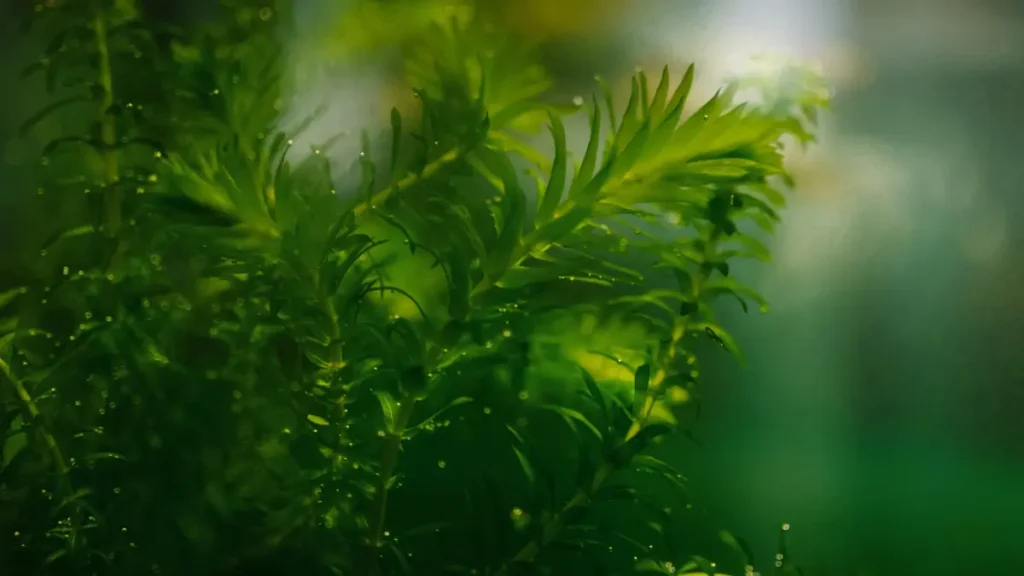 Aquário plantado para iniciantes: como começar gastando pouco 2 Elódea (Egeria densa)