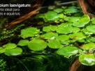 Limnobium laevigatum