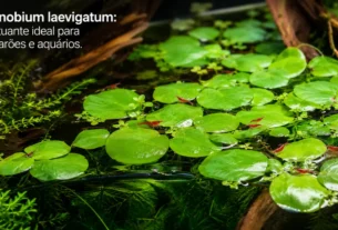 Limnobium laevigatum
