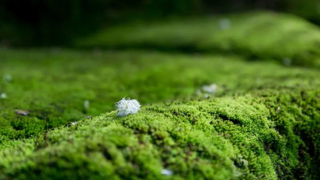Plantas aquáticas que vivem sem substrato fértil: guia completo 3 Musgo Java