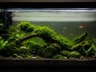 Musgo Java (Java Moss)
