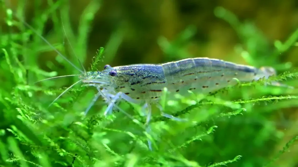 Musgo java abrigo para peixes e camarões