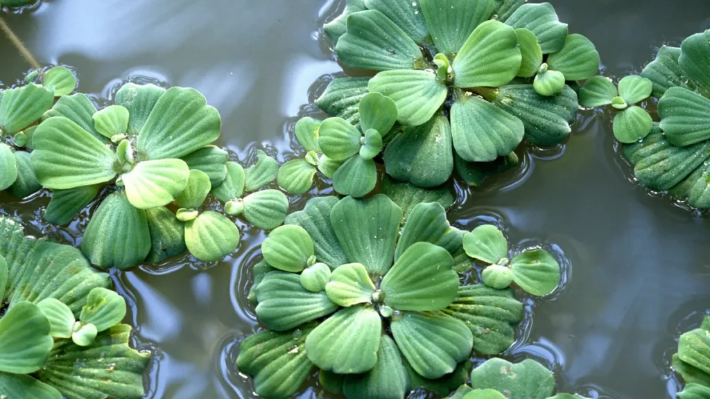 O que é a Pistia