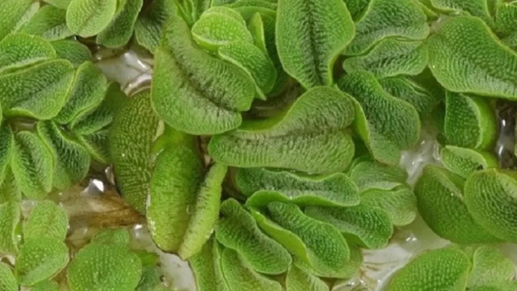 Salvinia: a Planta Flutuante que Limpa a Água do Aquário Naturalmente 2 O que é a Salvinia