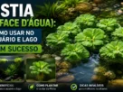 Pistia alface d'água