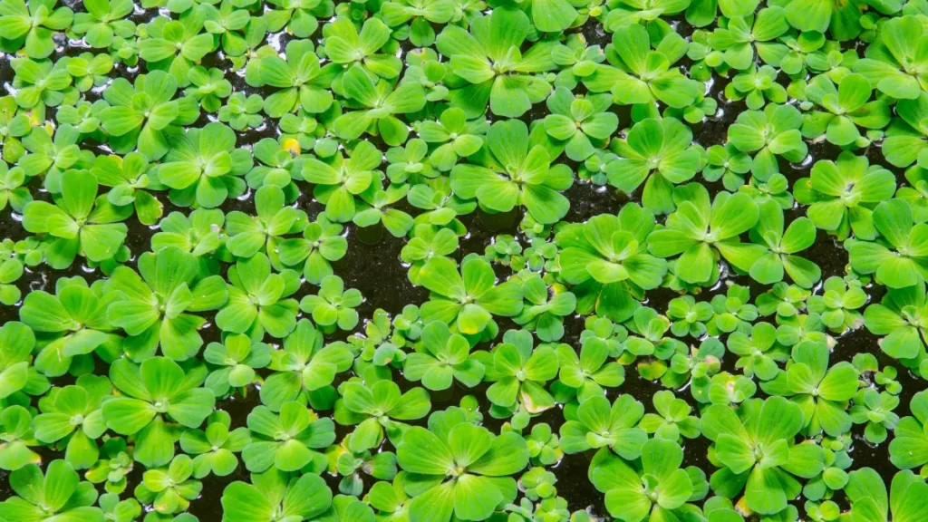 Pistia em lagos ornamentais
