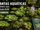 Plantas aquáticas que vivem sem substrato fértil