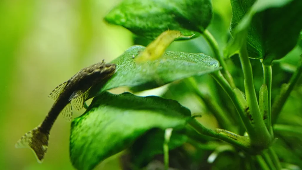 Principais tipos de Anubias para aquários