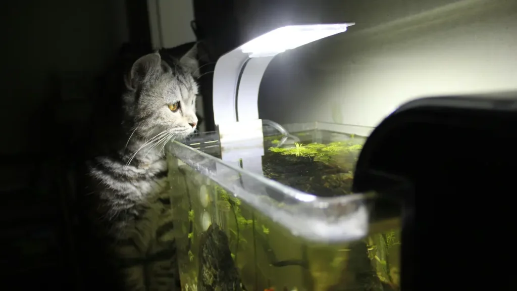 Qual iluminação é melhor para Anubias