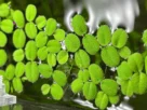 Salvinia planta aquatica
