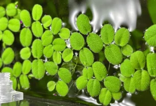 Salvinia planta aquatica