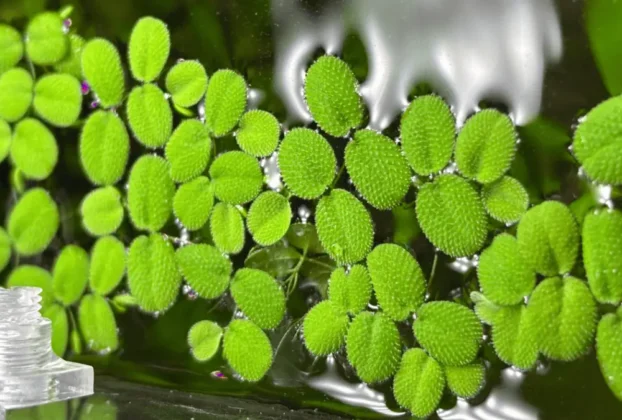 Salvinia planta aquatica