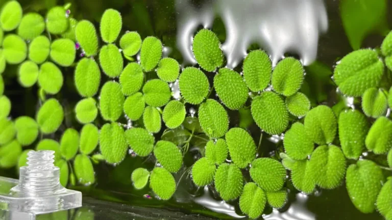 Salvinia planta aquatica