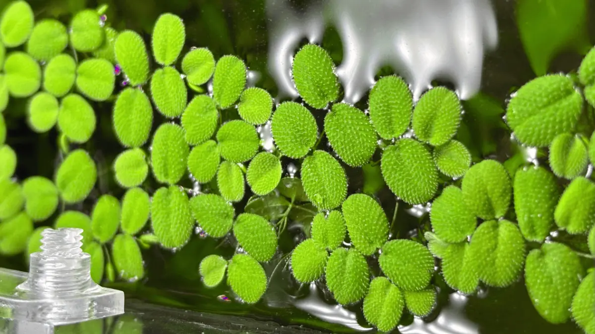 Salvinia: a Planta Flutuante que Limpa a Água do Aquário Naturalmente 1 Salvinia planta aquatica