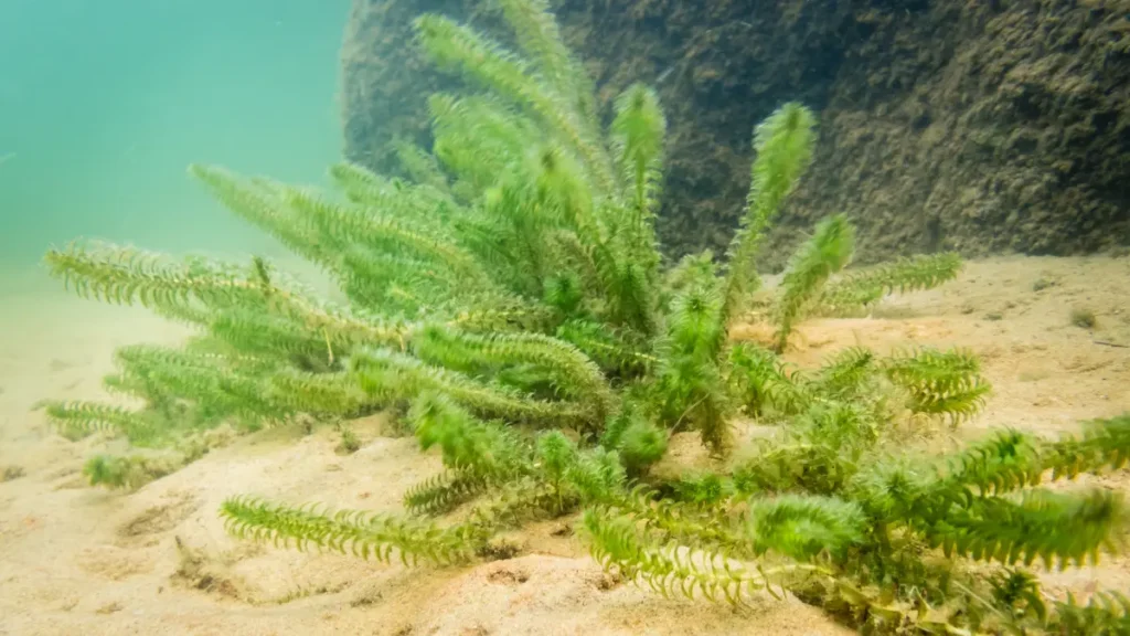 Plantas aquáticas que vivem sem substrato fértil: guia completo 4 elódea