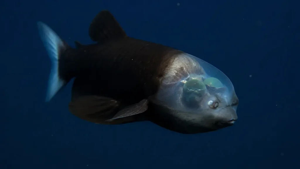 peixe barril (Macropinna microstoma)