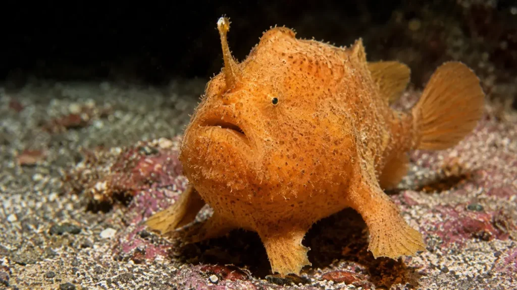 peixe-sapo (Antennarius)