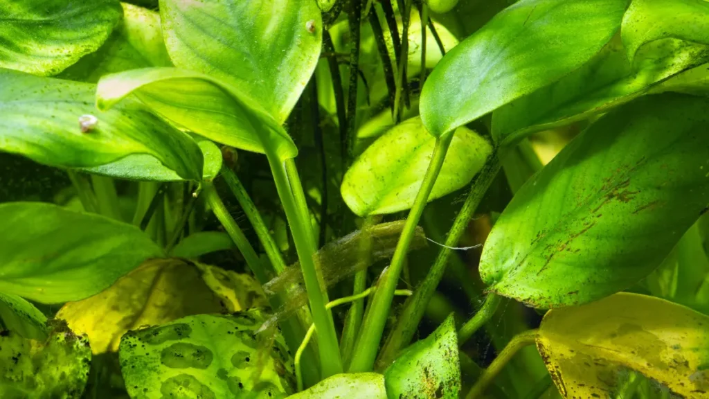 Plantas aquáticas que vivem sem substrato fértil: guia completo 2 planta Anubias