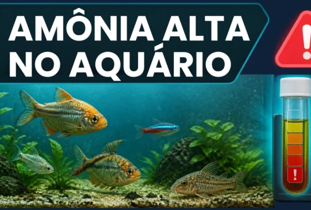 Amônia Alta no Aquário
