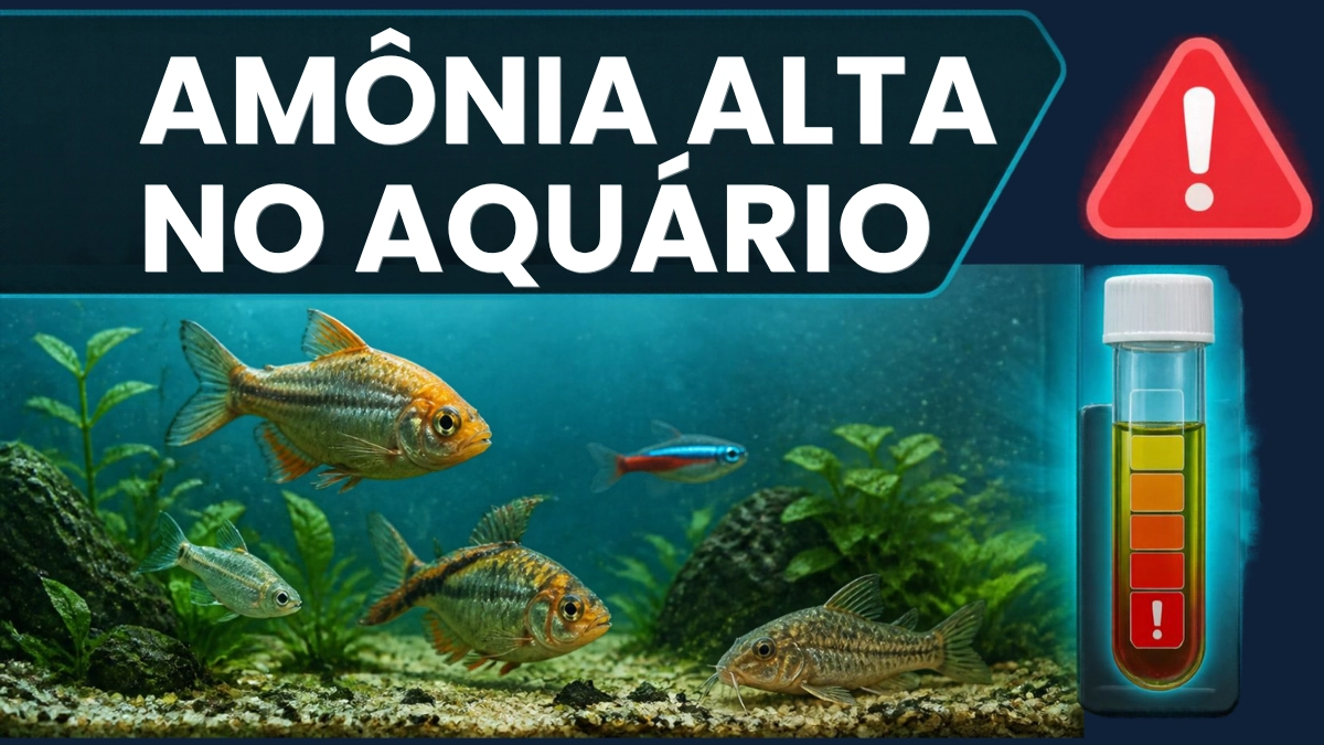 Amônia Alta no Aquário