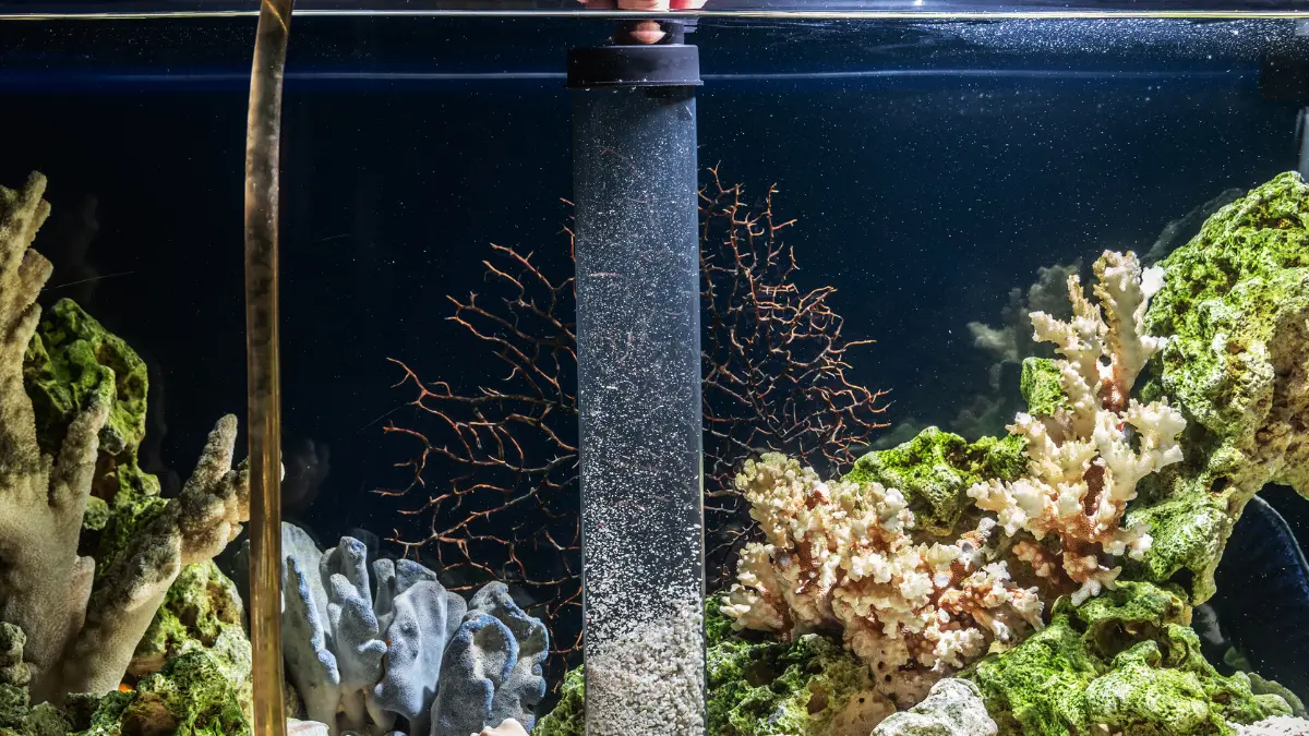 Filtragem do Aquário: Guia Completo 3 Filtragem e oxigenação estão relacionadas